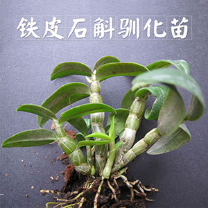豐之源馴化苗，買(mǎi)3份送一包基質(zhì)